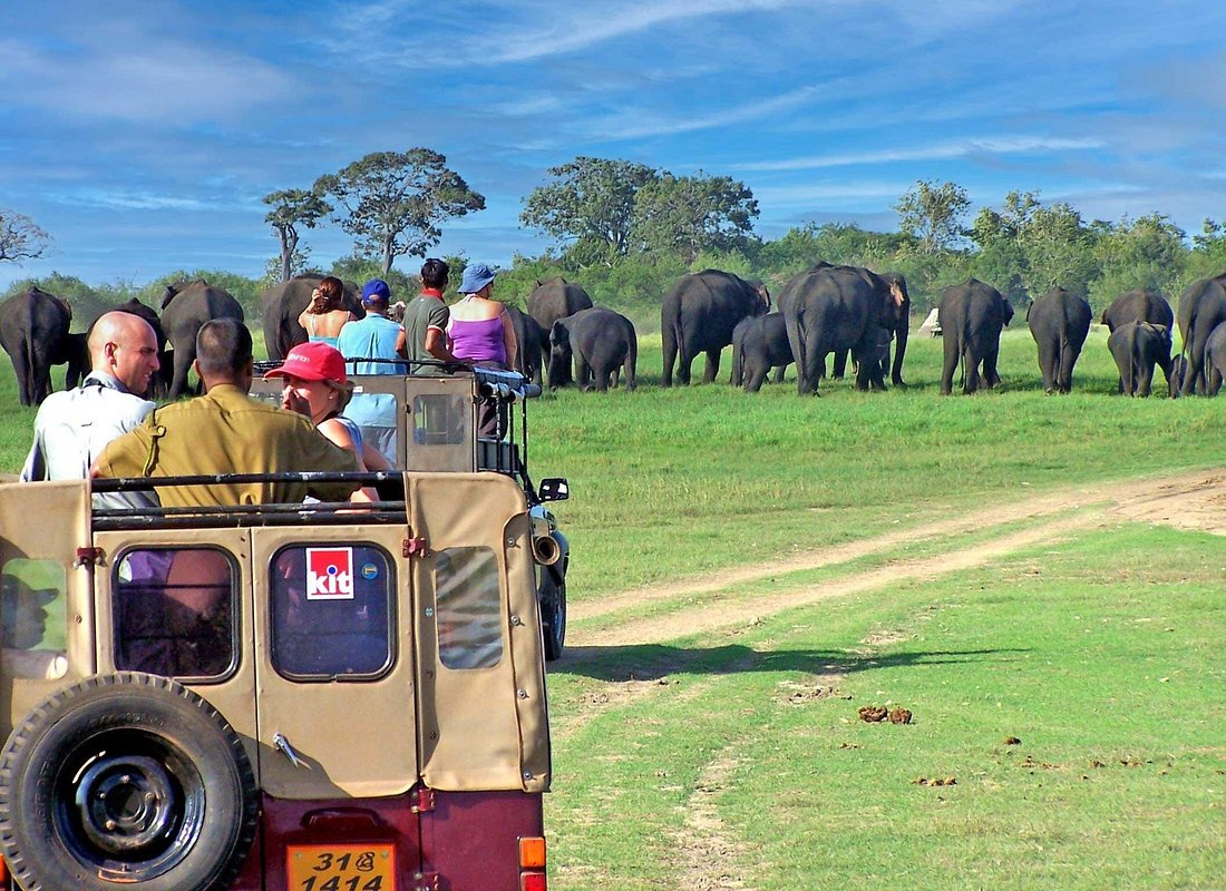Minneriya National Park